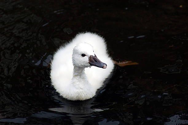 Jeune cygne - Photo