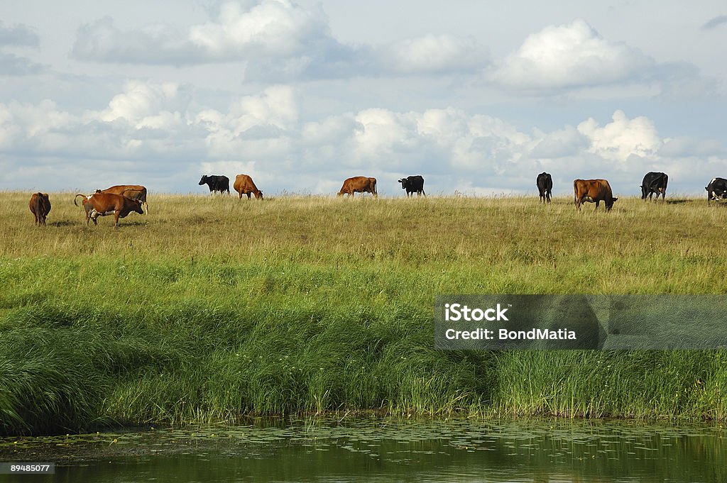 Vacas em campo - Foto de stock de Alto contraste royalty-free