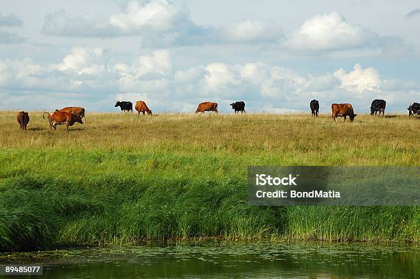 Foto de Vacas Em Campo e mais fotos de stock de Alto contraste - Alto contraste, Animal doméstico, Azul