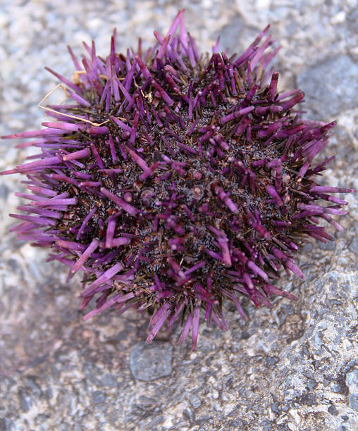 Urchin - on the rocks  purple sea urchin stock pictures, royalty-free photos & images