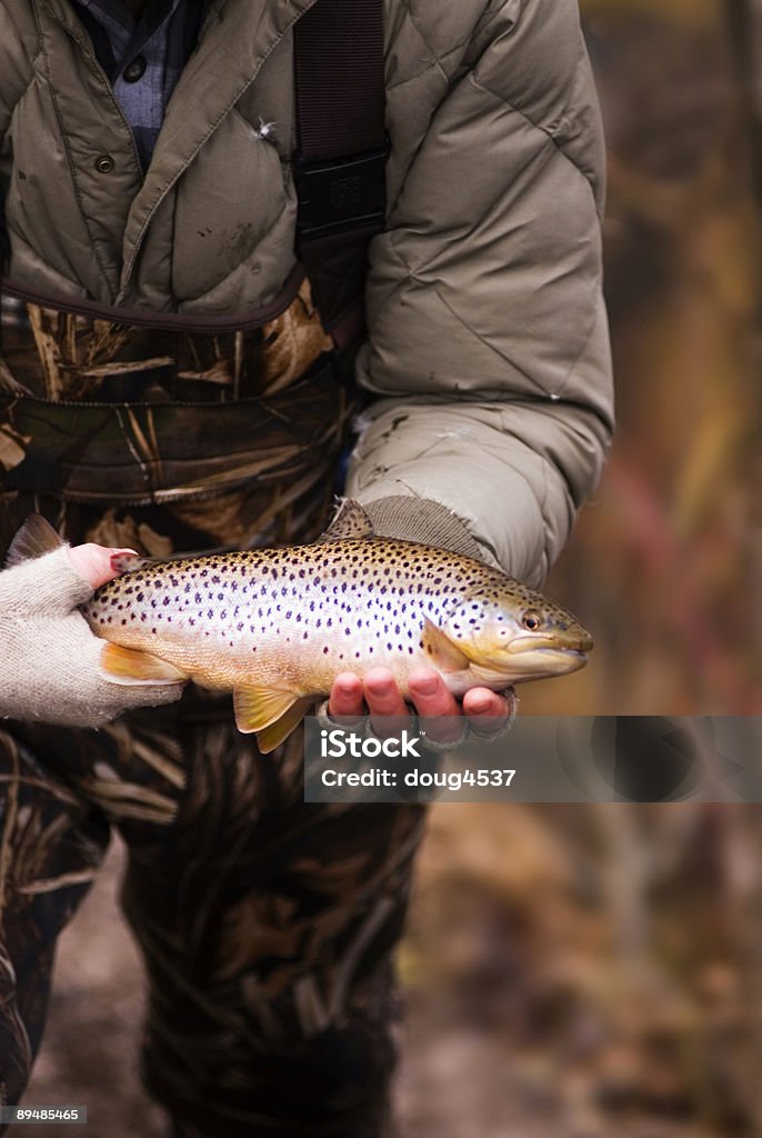 Schöne Brown Forelle - Lizenzfrei Fischen Stock-Foto