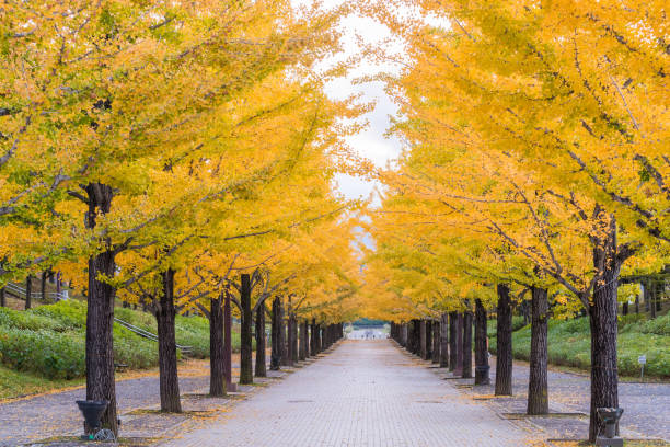 istock Ginkgo root in autumn season 894855438