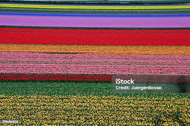 Tulpen Stockfoto und mehr Bilder von Blume - Blume, Blühend, Blüte