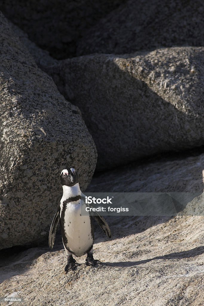 Pinguino africano in piedi su una roccia - Foto stock royalty-free di Africa