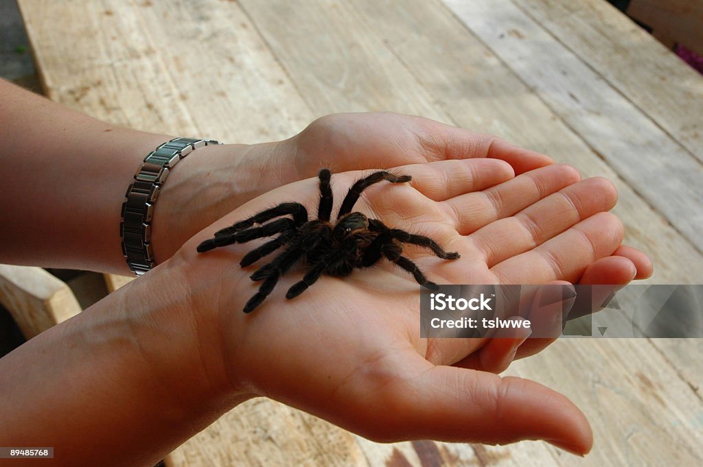 Bird spider skin on hand Bird spider skin on hand (looks just like a real spider) Spooky Stock Photo