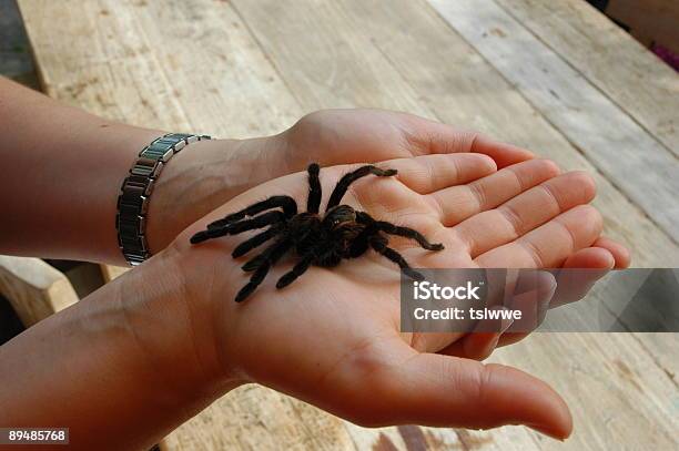 Bird Spider Skin On Hand Stock Photo - Download Image Now - Spooky, Adult, Arachnophobia