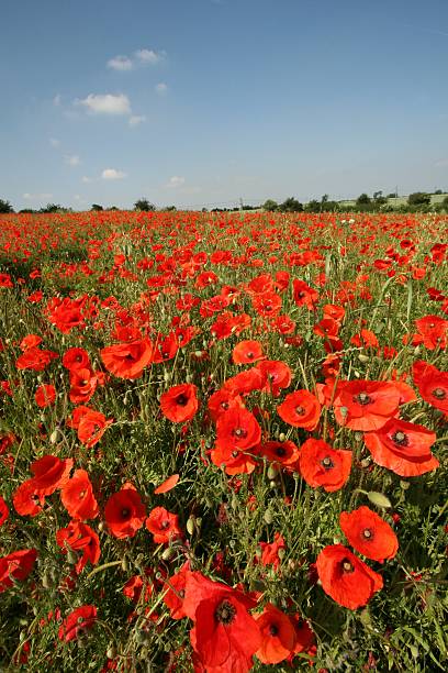 istock Field of Poppies 89486026