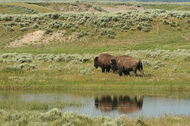 istock American Buffalo at Waters Edge 89486084