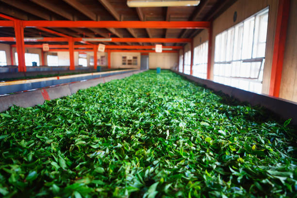 istock Fermentation of tea leaves, drying process in a factory in Sri Lanka 894860906