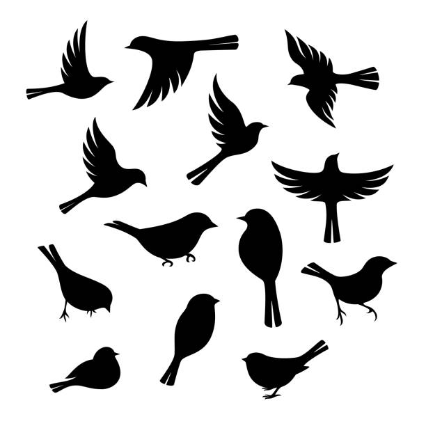 ilustraciones, imágenes clip art, dibujos animados e iconos de stock de colección de silueta de aves. - aves