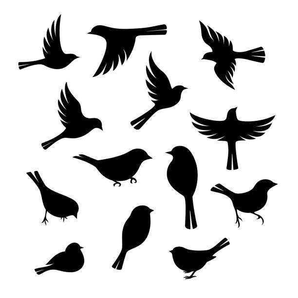 Birds silhouette collection. Birds silhouette collection. Vector design elements songbird stock illustrations