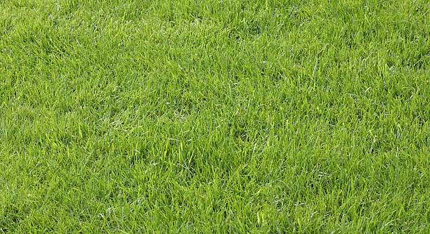 Green grass stock photo