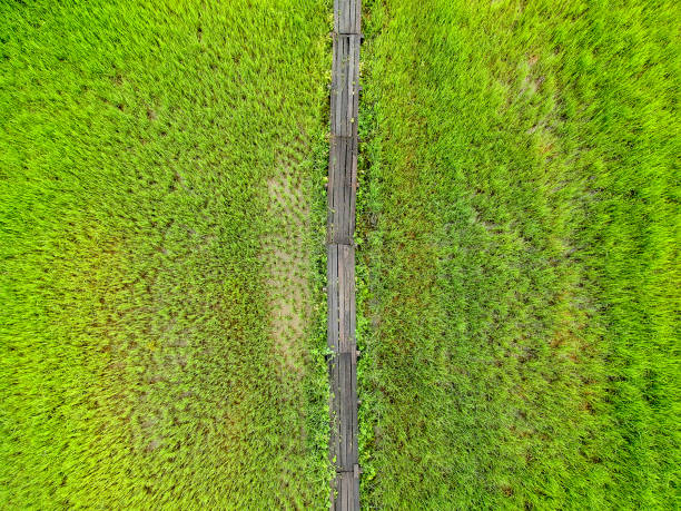 istock Bird eye view rice field at Thailand 894872868