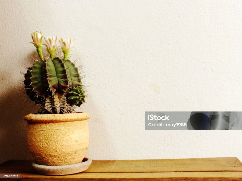 pink cactus flower blooming on the top of cactus plant Accidents and Disasters Stock Photo