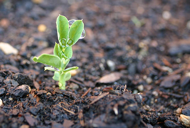 istock Grow - new sprout emerging from the ground 89487530