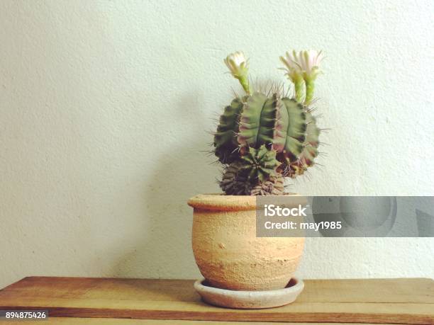 Pink Cactus Flower Blooming On The Top Of Cactus Plant Stock Photo - Download Image Now