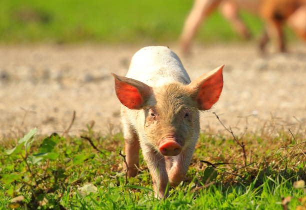 istock Cute little piglet on farm 894875786