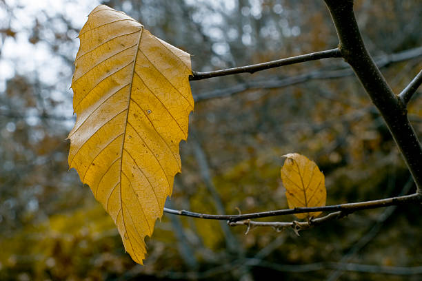 Fall leaf stock photo