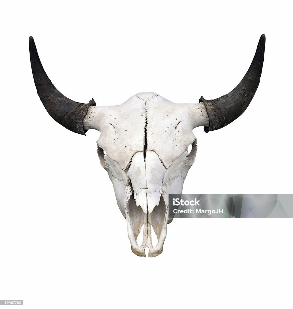 Bull teschio - Foto stock royalty-free di Cranio animale