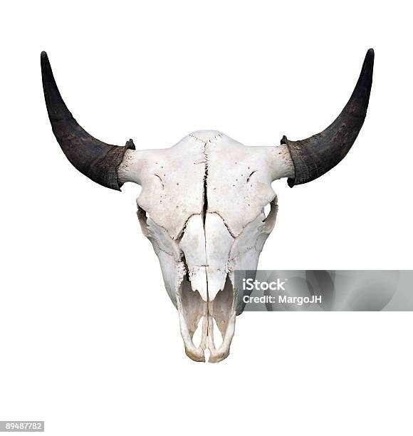 Bull Teschio - Fotografie stock e altre immagini di Cranio animale - Cranio animale, Sfondo bianco, Toro - Bovino