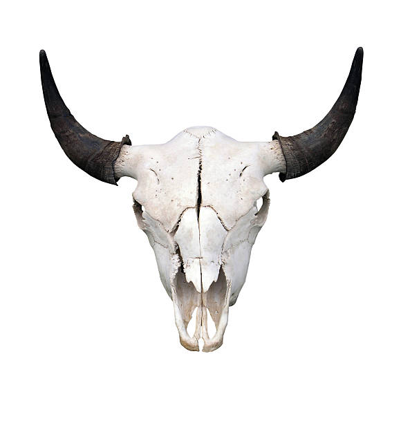 byk czaszka - horned death dead texas longhorn cattle zdjęcia i obrazy z banku zdjęć
