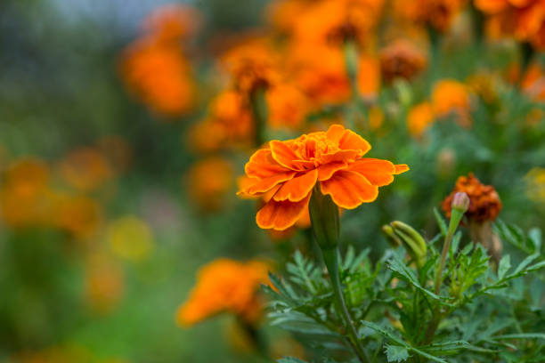 istock Orange color  in the garden 894878100