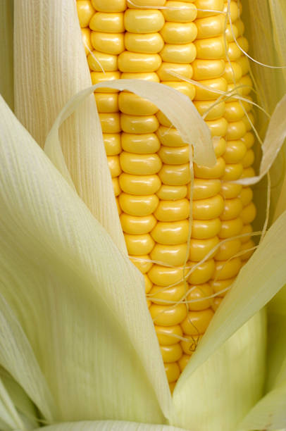 Corn on the Cob stock photo