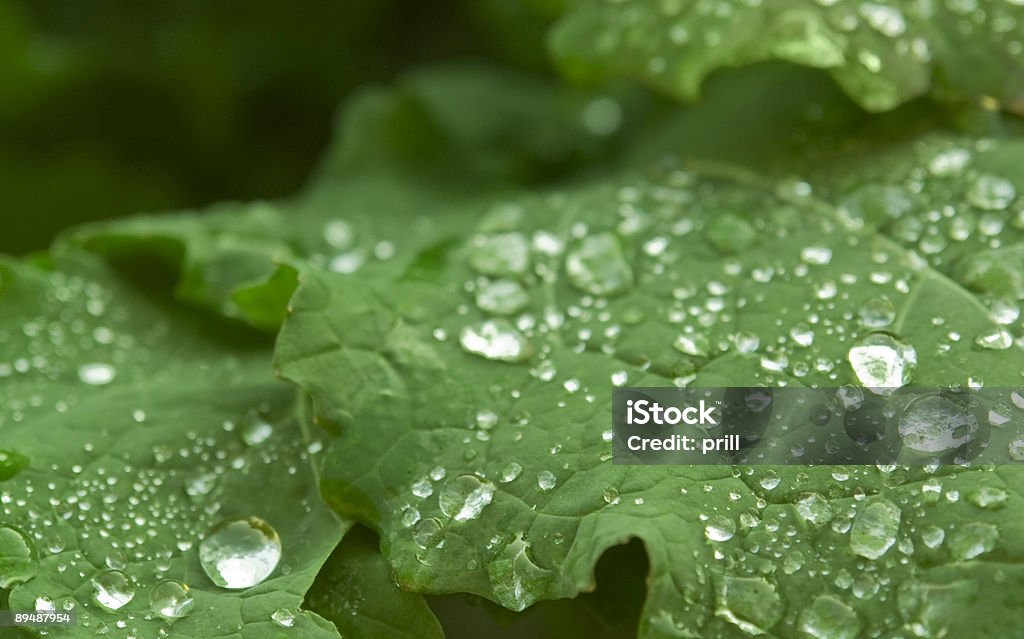 wet green leaf detail detail of a green leaf with dripping-off water drops Biology Stock Photo