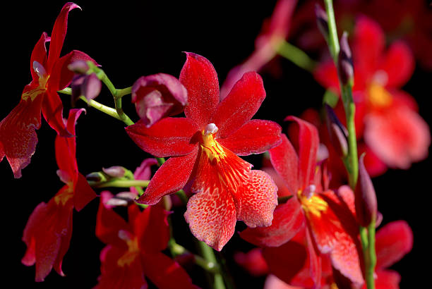 burrageara nelly isler orchid - idler foto e immagini stock