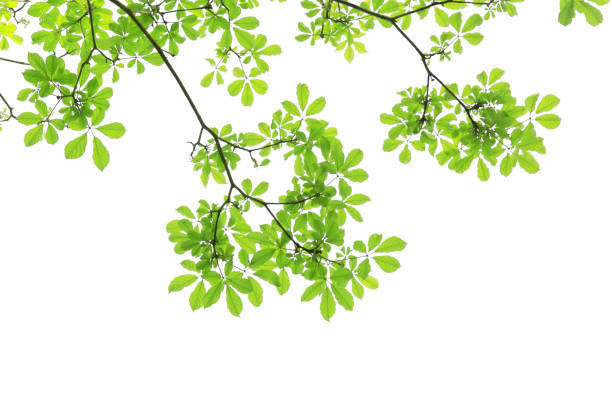 istock branch of green leaf isolated on white background with copy space for backround, concept for spring summer 894882932