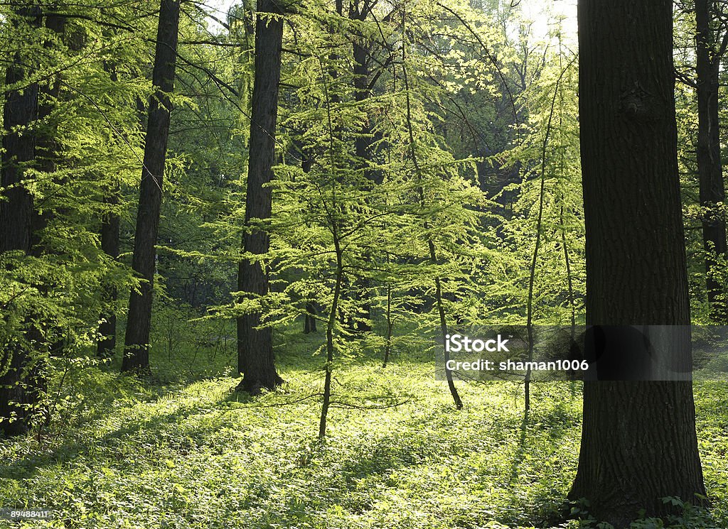 Verdi alberi nella luce del sole - Foto stock royalty-free di Albero