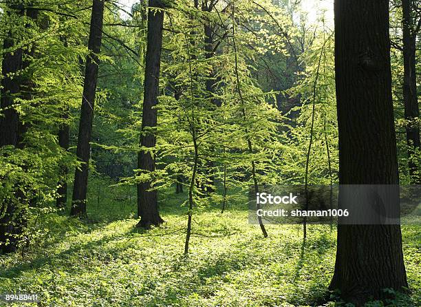 Verdi Alberi Nella Luce Del Sole - Fotografie stock e altre immagini di Albero - Albero, Ambientazione esterna, Bellezza naturale