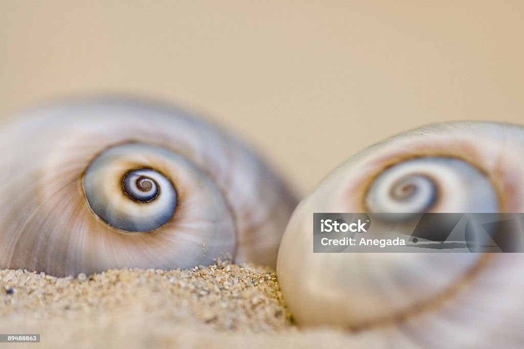 Snail-shells  Animal Shell Stock Photo