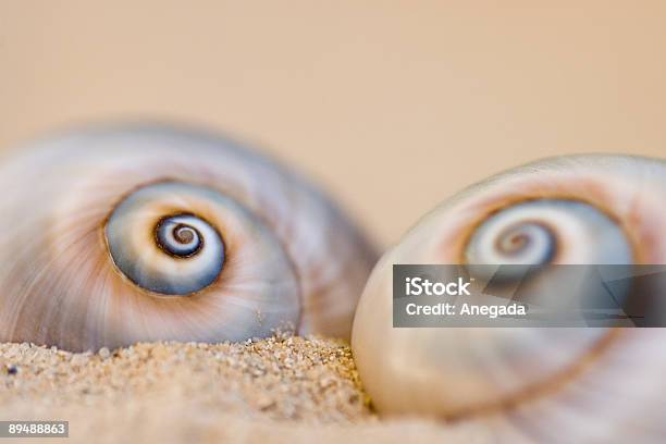 Snailshells Stock Photo - Download Image Now - Animal Shell, Beach, Beauty In Nature