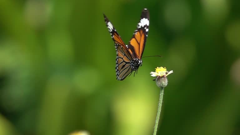 Butterfly flying slow motion