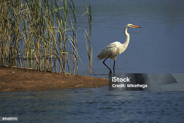 Garceta Grande Foto de stock y más banco de imágenes de Agua - Agua, Aire libre, Ala de animal