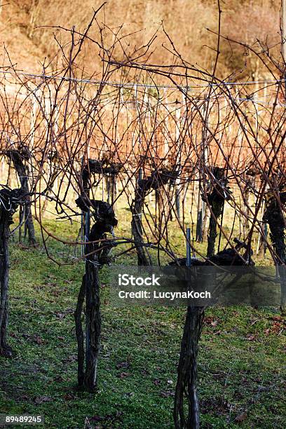 Weinberge Im Winter Stockfoto und mehr Bilder von Agrarbetrieb - Agrarbetrieb, Aussicht genießen, Baum