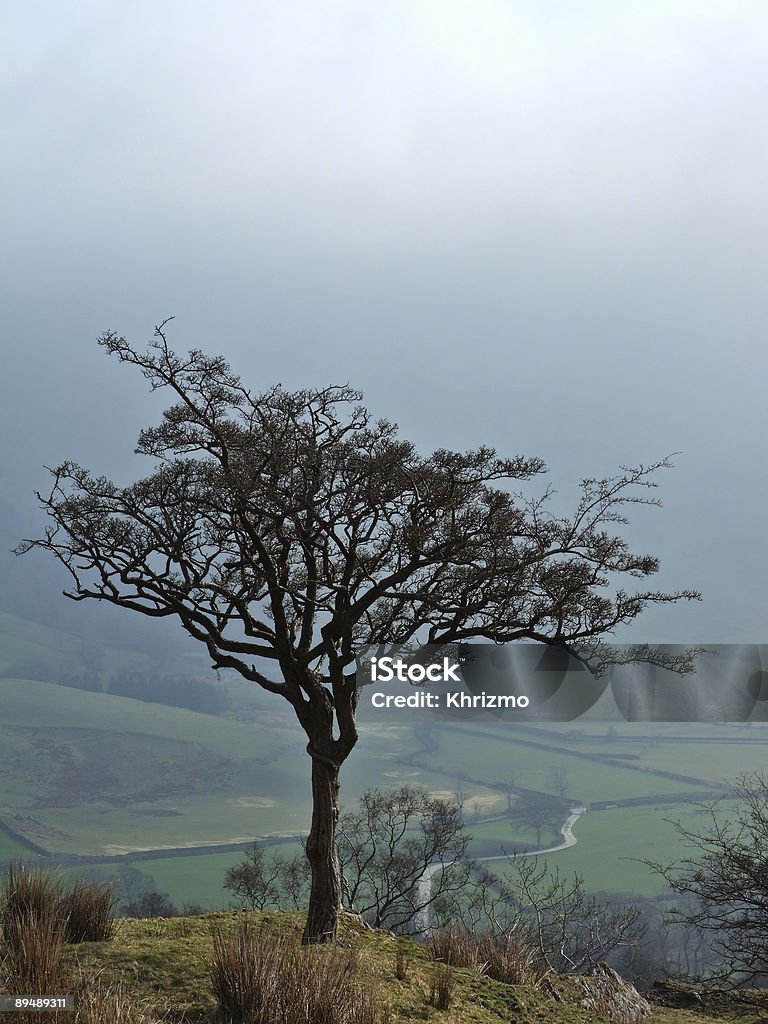 Albero inverno sopra Longsleddale - Foto stock royalty-free di Albero