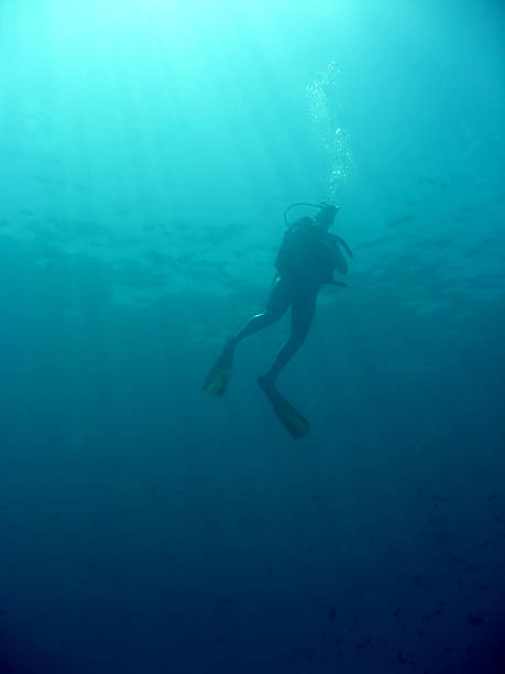 istock scuba diver underwater sipadan island 89489517