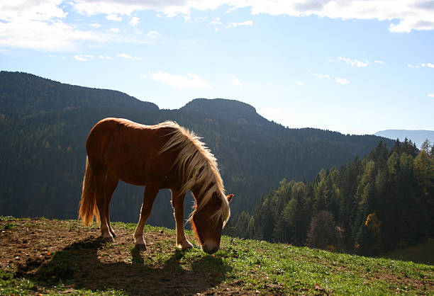 Haflinger horse in the Alps There is something unique about the appearance of the Haflinger horse. Standing between 13 and 15 hands high, it is tempting to call this horse a "pony". But given the Haflinger&#8217;s heritage of being a tough, strong, hardworking soul in the Tyrolian mountains of Austria, this horse is built for power and hardiness. avelengo stock pictures, royalty-free photos & images