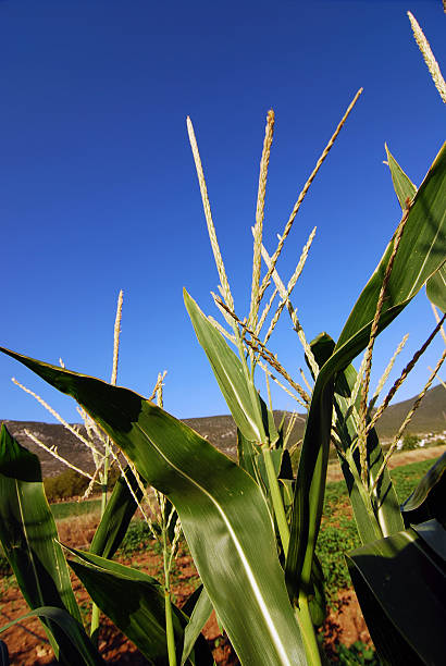 plantation de maïs - corn crop irrigation equipment agriculture leaf photos et images de collection