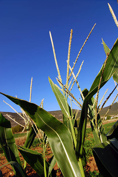옥수수 플렌테이션 - corn crop irrigation equipment agriculture leaf 뉴스 사진 이미지