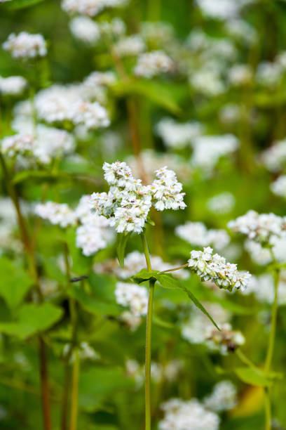 istock Buckwheat Wild flowers in garden. 894903860