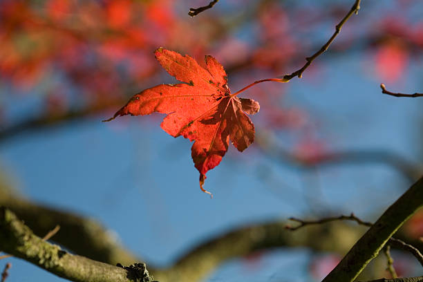 One red autumn leaf left on the tree stock photo