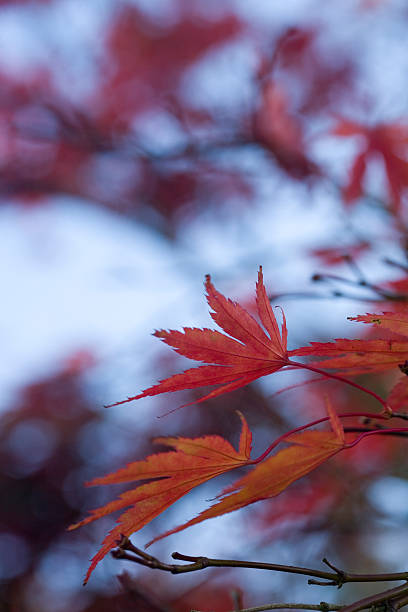 Autumn leaves stock photo