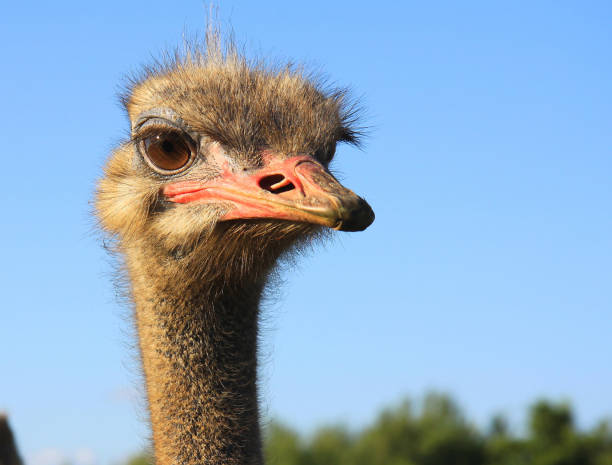istock The look of curious ostrich close up 894908314