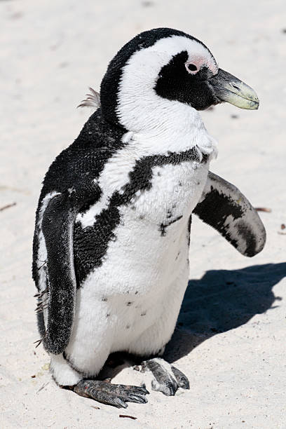 istock African Penguin at Boulders Beach 89491202