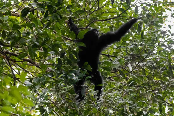 Siamang, the largest gibbon with black furs native to forests in Malaysia reaching out for berry to eat at Fraser’s hill, Malaysia, South east Asia (Symphalangus syndactylus)