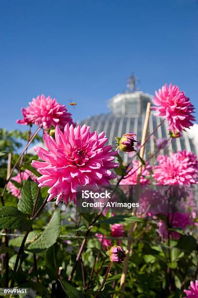 ピンク Dahlias に 1 回 - アスターのストックフォトや画像を多数ご用意 - アスター, カラー画像, グリーンハウス