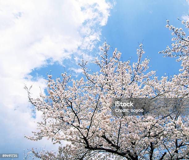 ピンクの桜の木 - お祝いのストックフォトや画像を多数ご用意 - お祝い, カラー画像, ピンク色